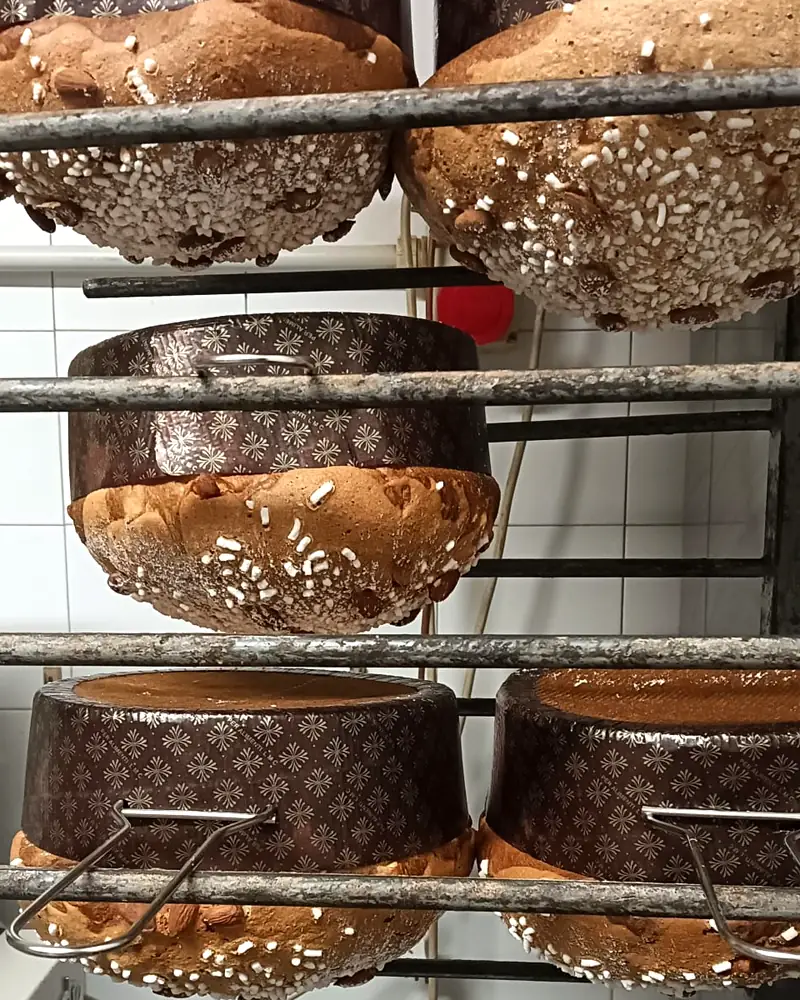 Panettoni capovolti sulla rastrelliera del laboratorio, a raffreddare dopo il forno